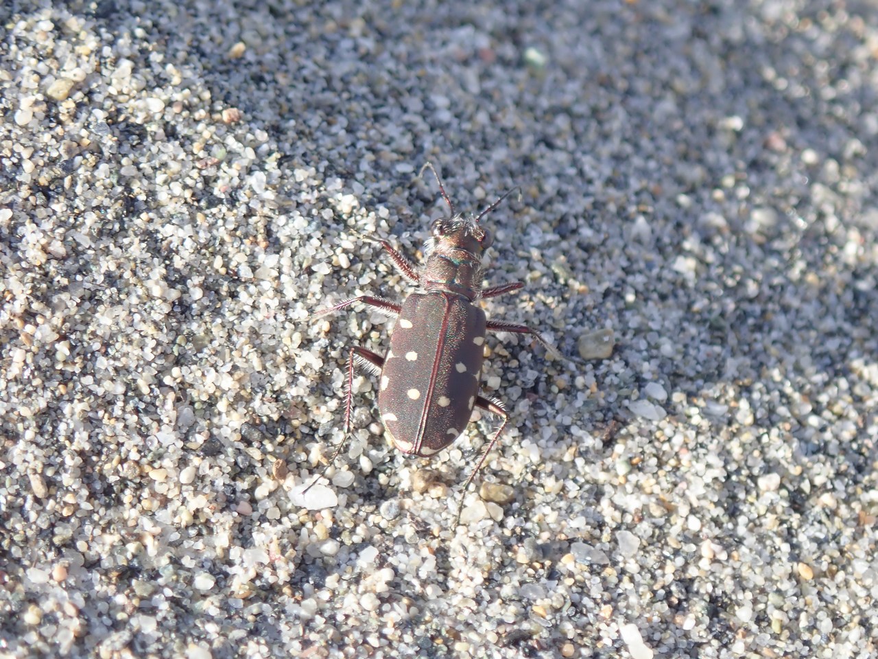 Calomera littoralis quadripunctata Calomera littoralis quadripunctata